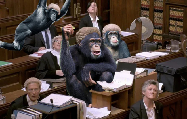 Chimp barristers 