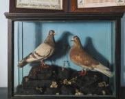 2 birds