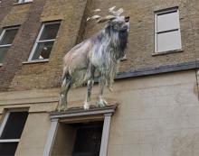 markgoat